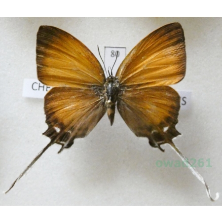 Cheritra orpheus orpheus (C. & R. Felder, 1862) Philippines80